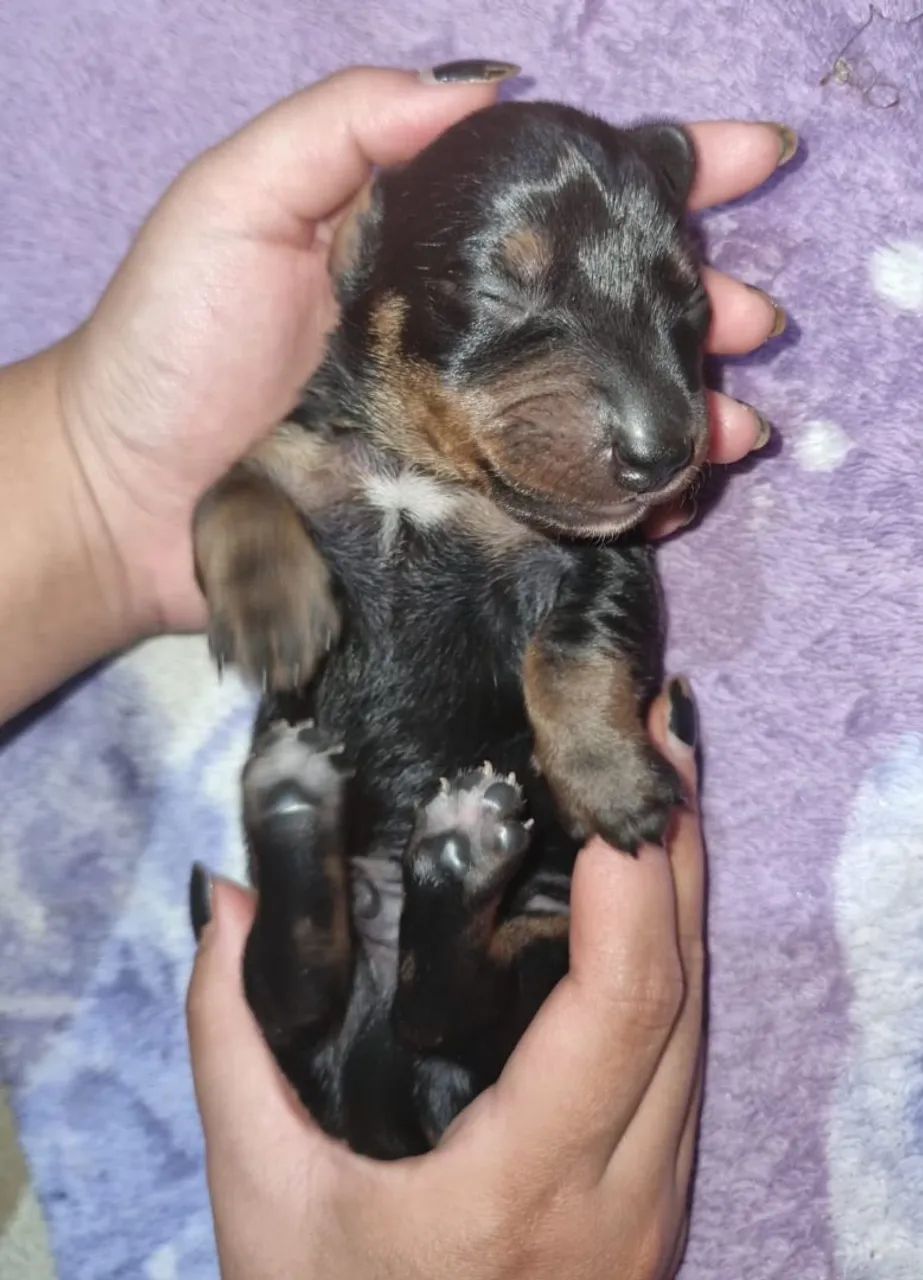 Macho salsicha , daschunds 
