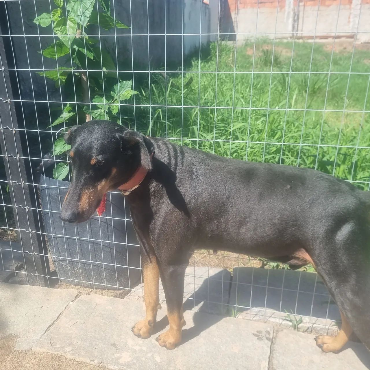 Dobermann disponível  - Foto 5