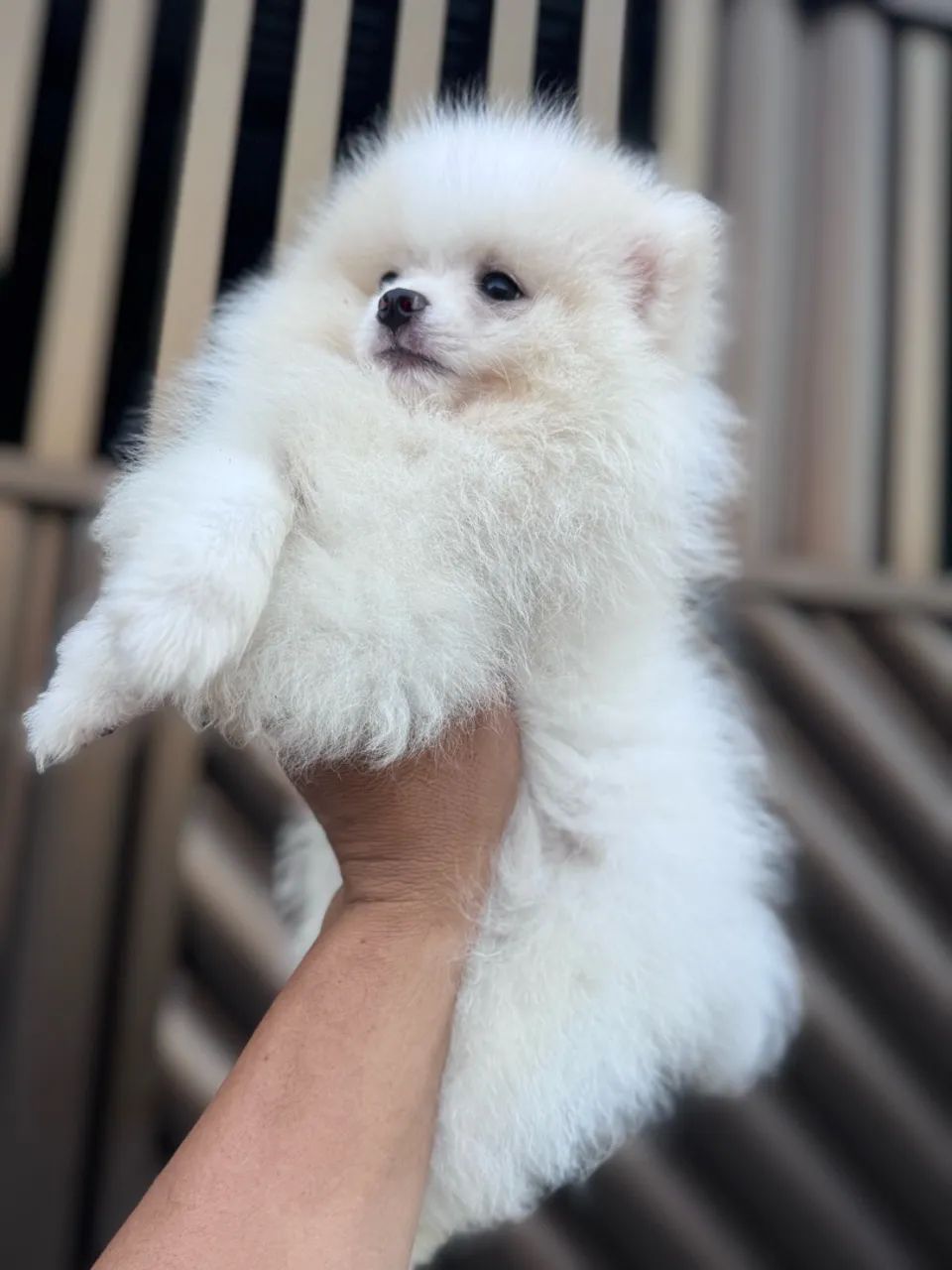 Cachorro 
