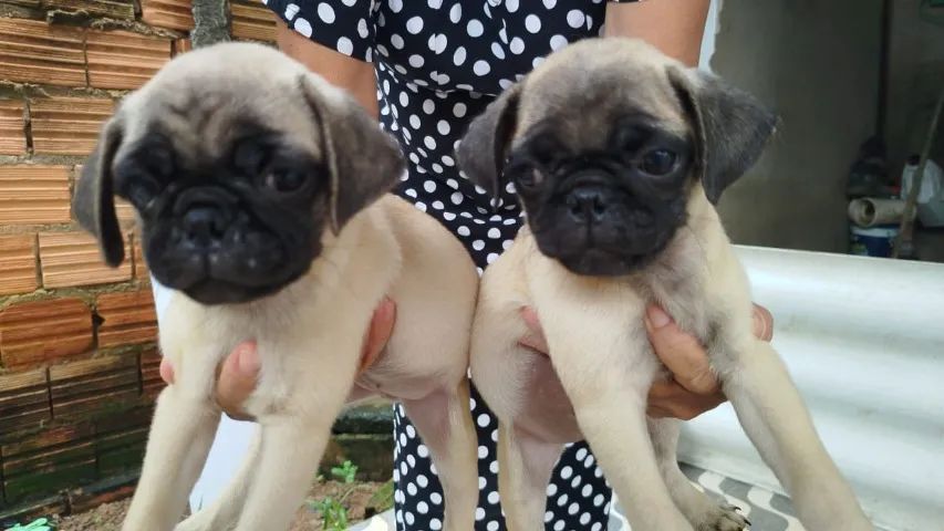 Filhote de Pug 