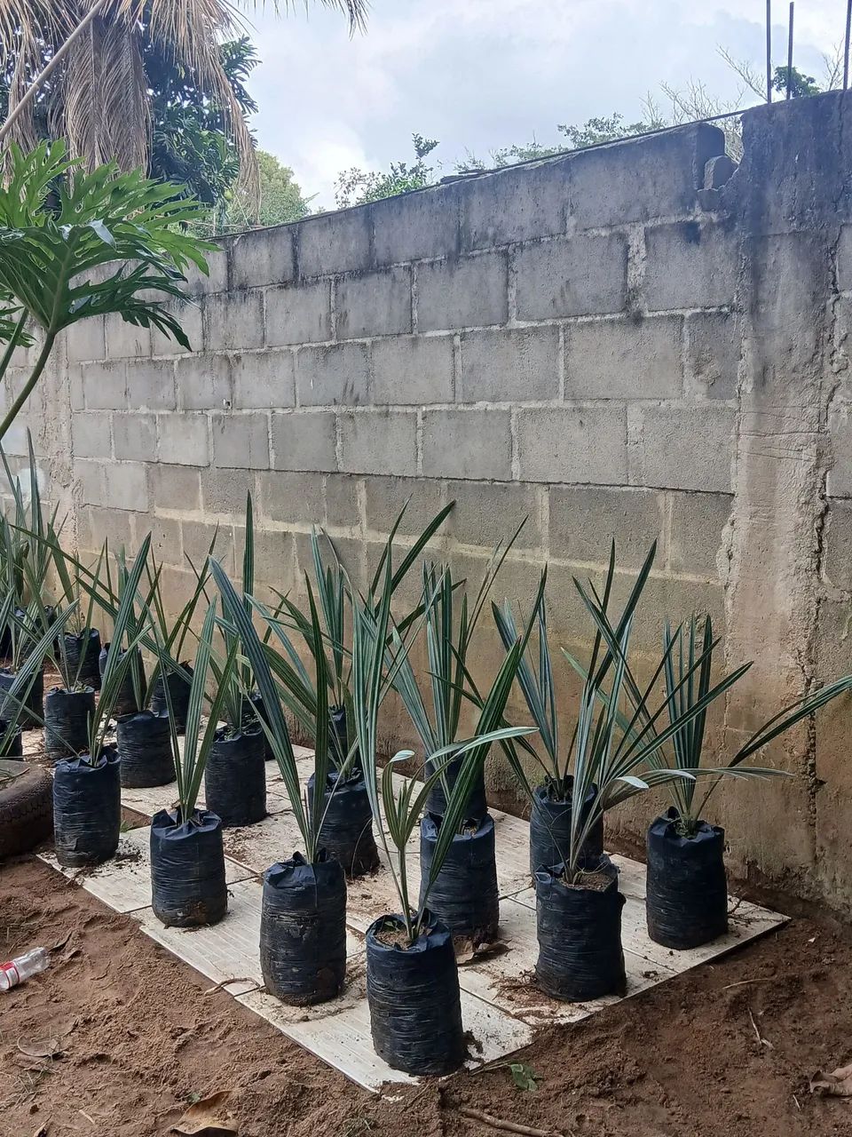 Palmeira Azul prontas pra plantar - Foto 6