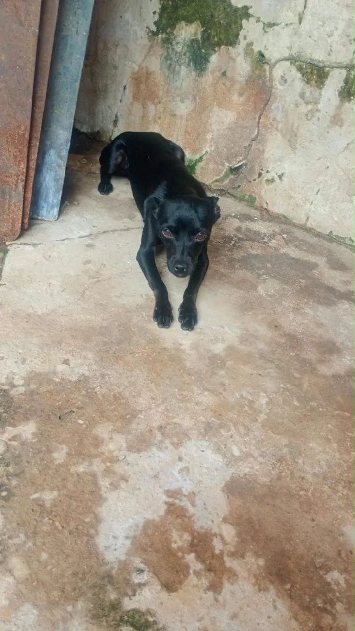 Filhote Pinscher - Foto 4
