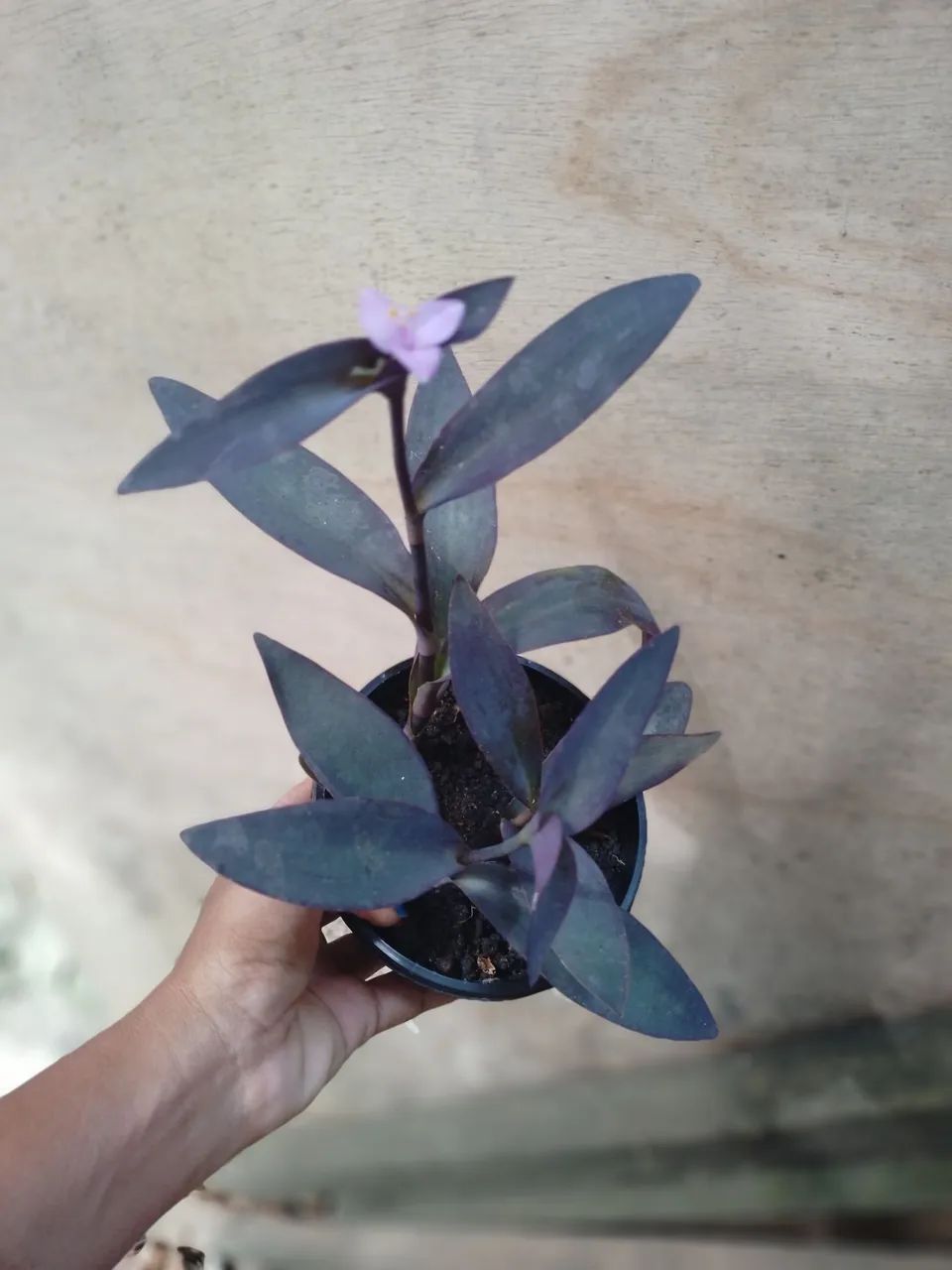 coração-roxo