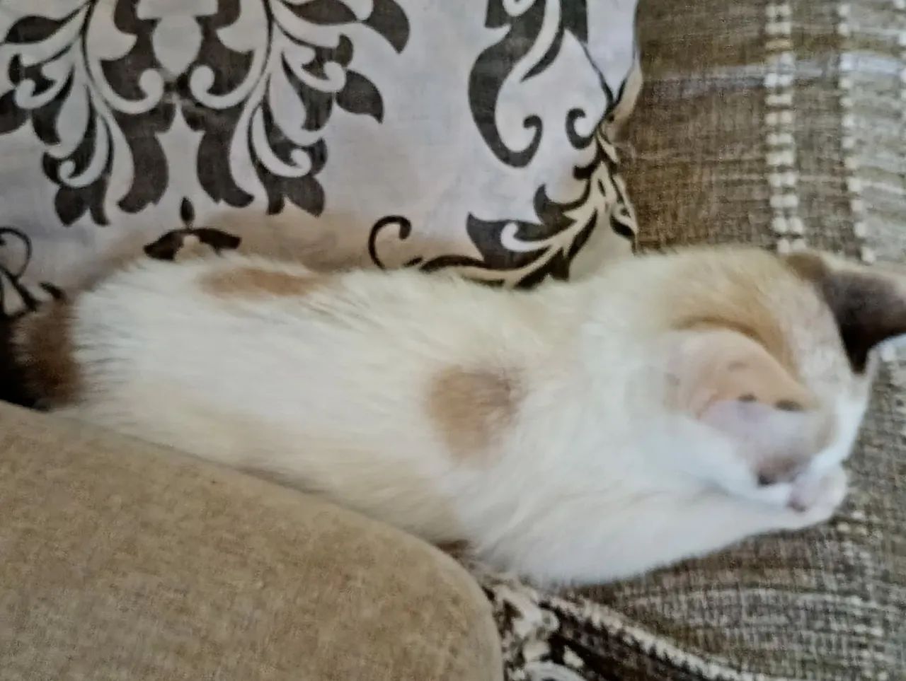 Filhotinha de gato para adoção  - Foto 3