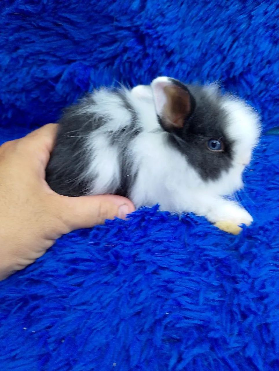 Lindo coelho anão Teddy dwerg ursinho  - Foto 2