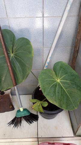 Vendo - Foto 3