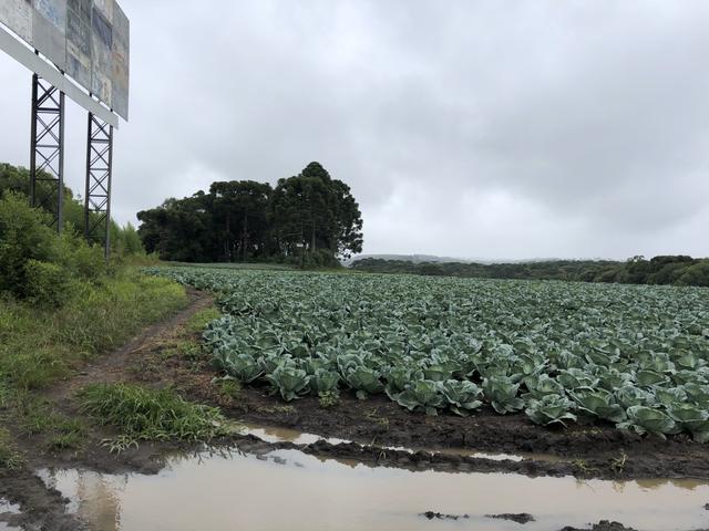 Terreno Industrial São José dos Pinhais Br 376 - Foto 6