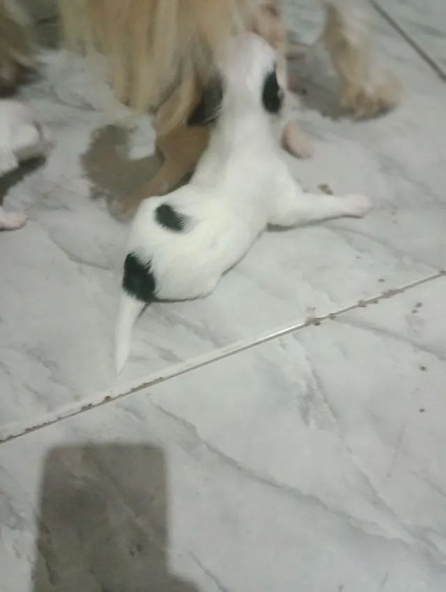Cachorro pudo com yorhsire - Foto 6