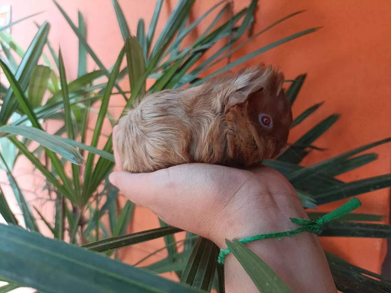Porquinho da índia peruano 