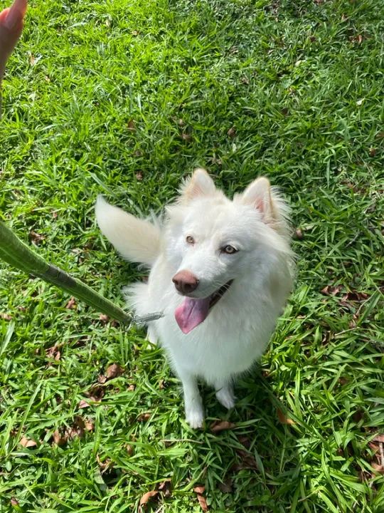 Filhote Husky - Fofa e Brincalhona 