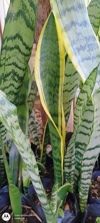 ESPADAS DE SÃO JORGE - Foto 4