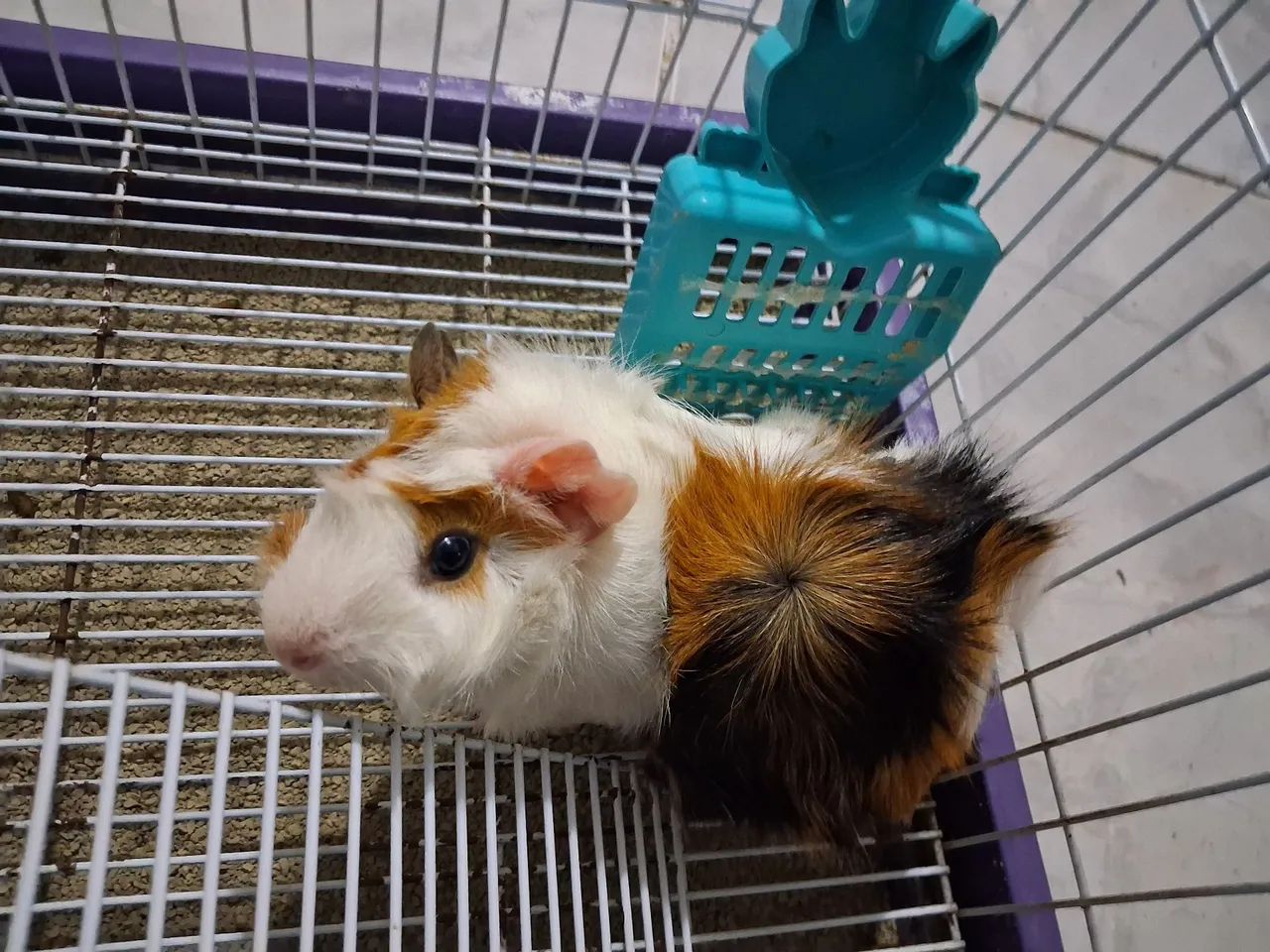 Casal de  porquinhos da índia fofinhos  - Foto 2