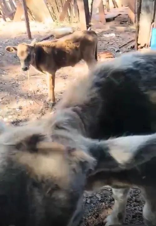 Vacas leiteiras e bezerros  - Foto 4