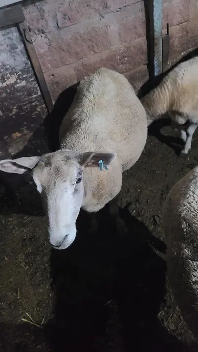 Ovelhas para venda - Foto 2