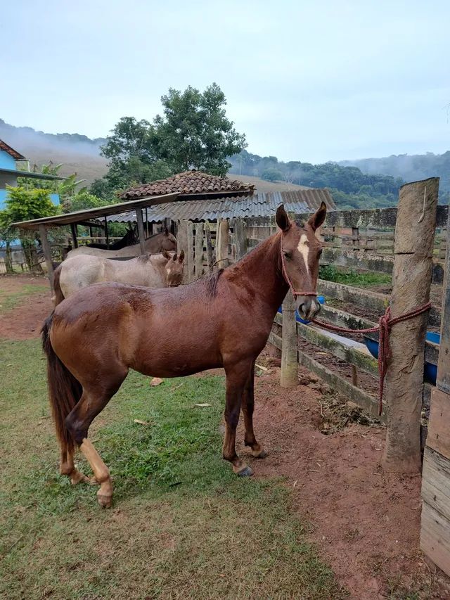 Potra Mangalarga Marchador - Cavalos e acessórios - São Sebastião ...