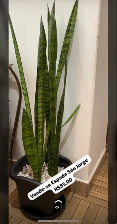 Caso Plantas  - Foto 2