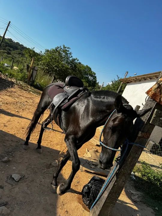 Égua Mangalarga Marchador - Foto 5