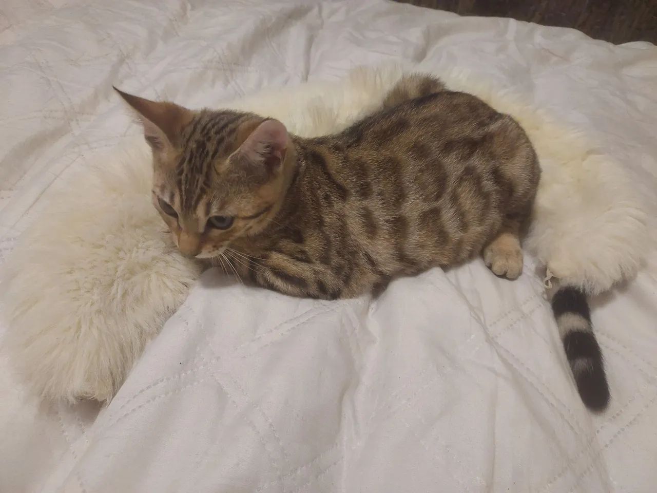 Gatinho Bengal de 3 meses, lindo e brincalhão - Foto 3