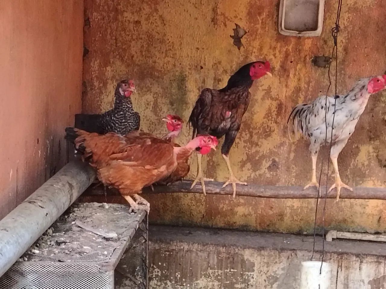 Galinhas galos indios raciados e dois patos 