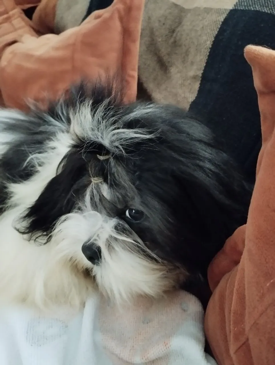 Shih Tzu filhote