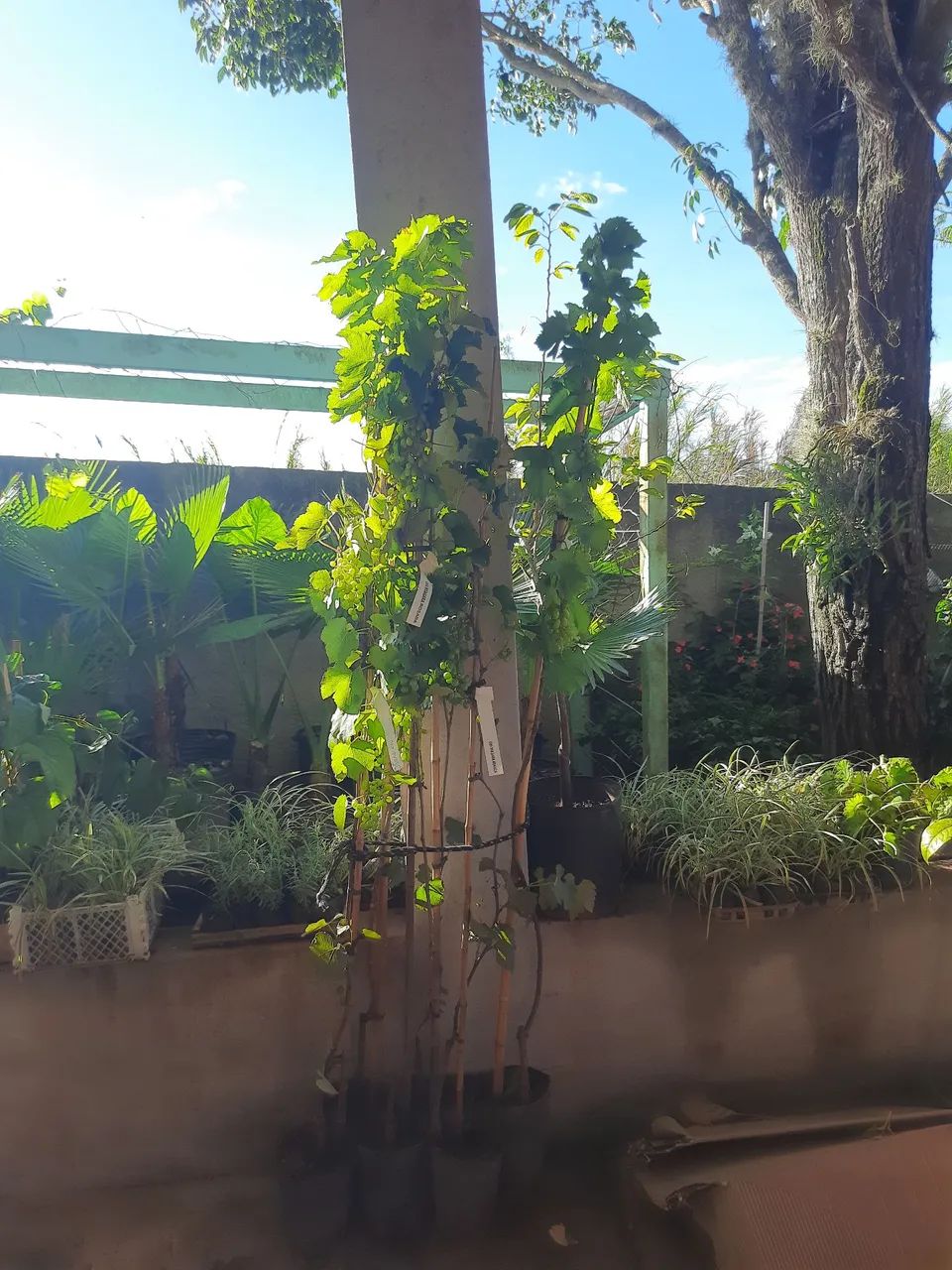 UVAS PRODUZINDO  - Foto 2