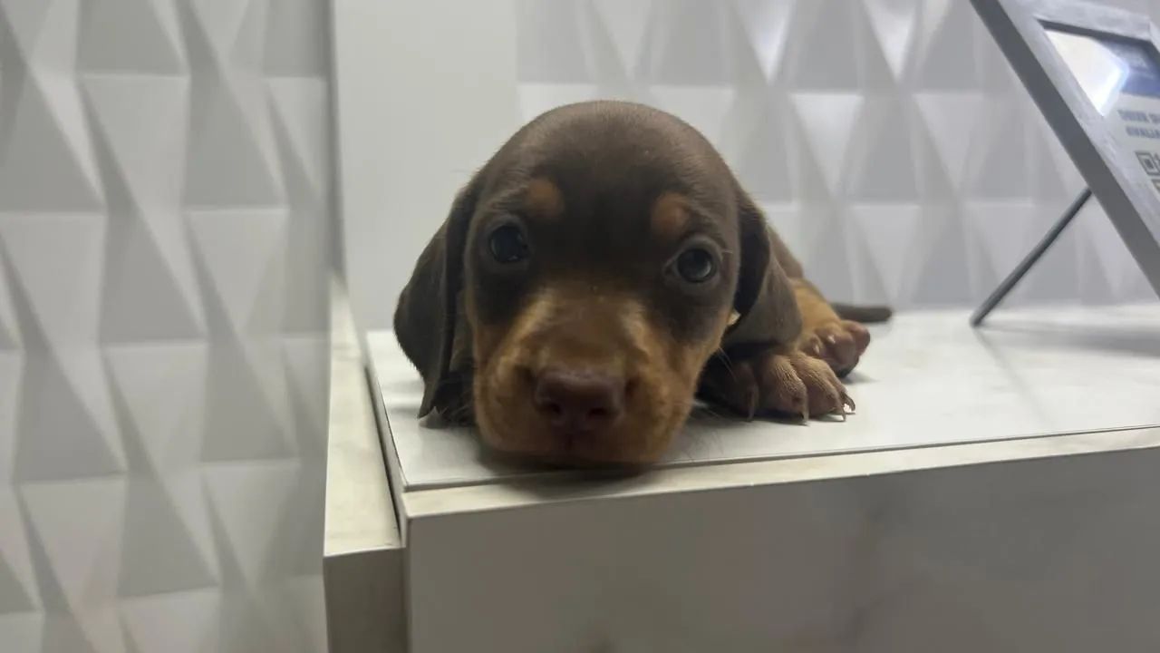 Filhotes de Dachshund