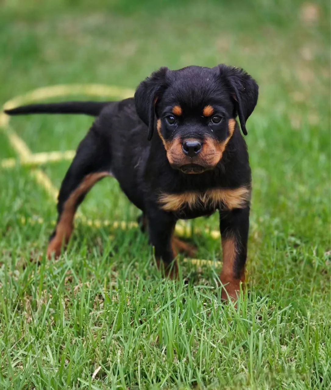 Rottweiler seguro e confiante.