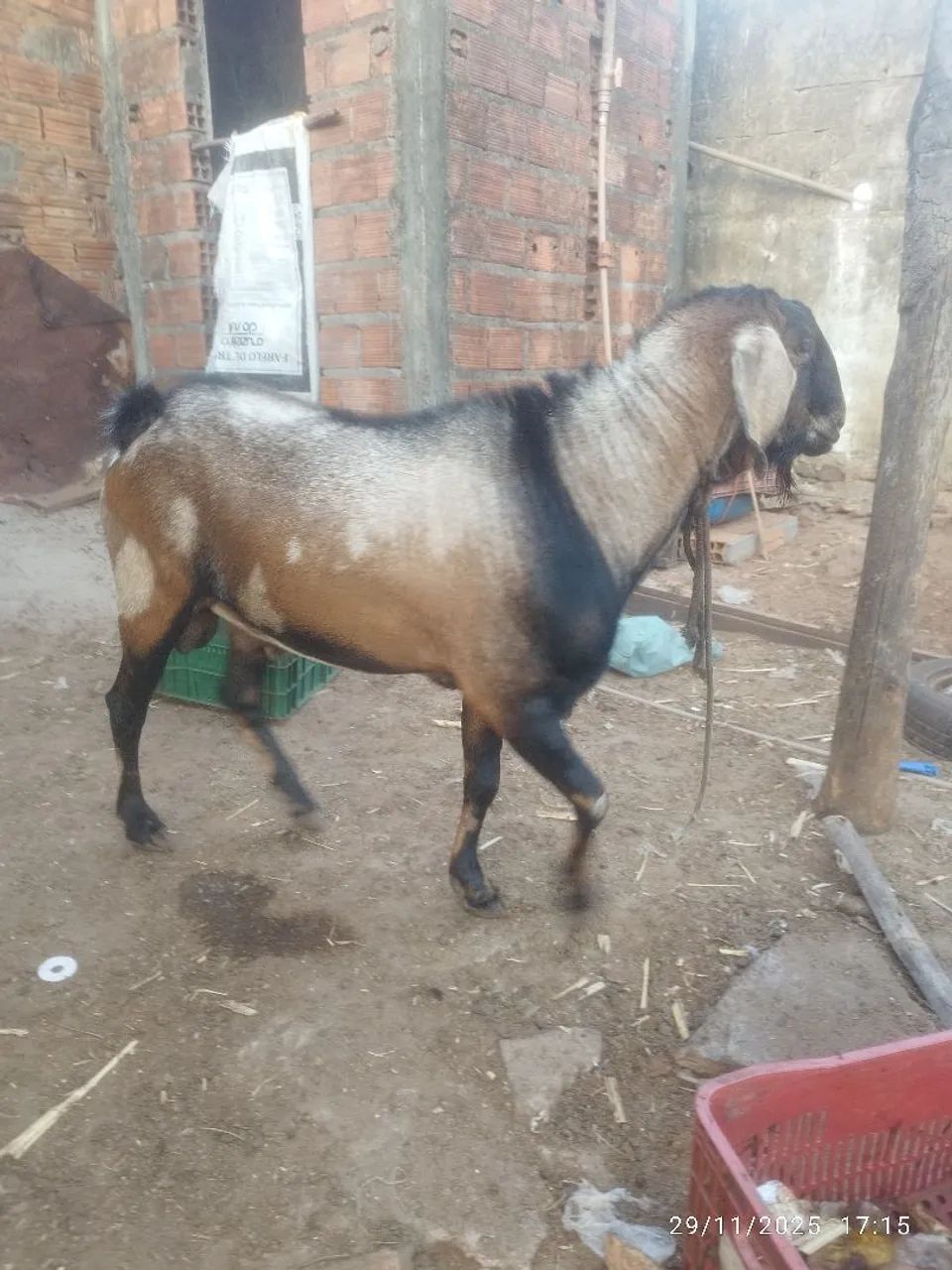 Bode. Anglo nubiano( P.O) - Foto 5