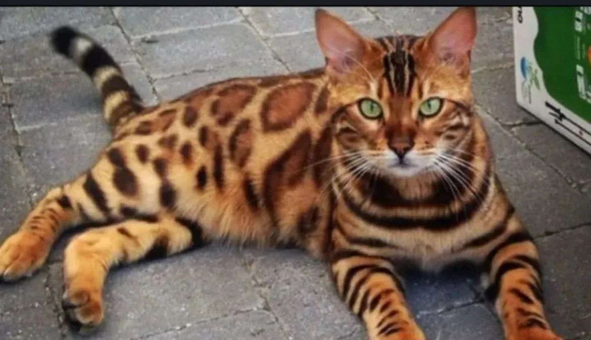 Gato Fêmea Raça Bengal com Pedigree