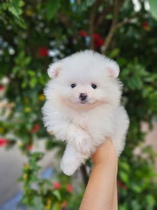 Spitz alemão  - Foto 2