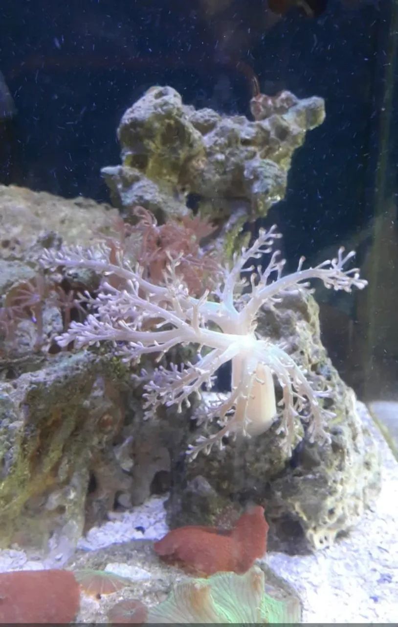Vendo aquário marinho completo 