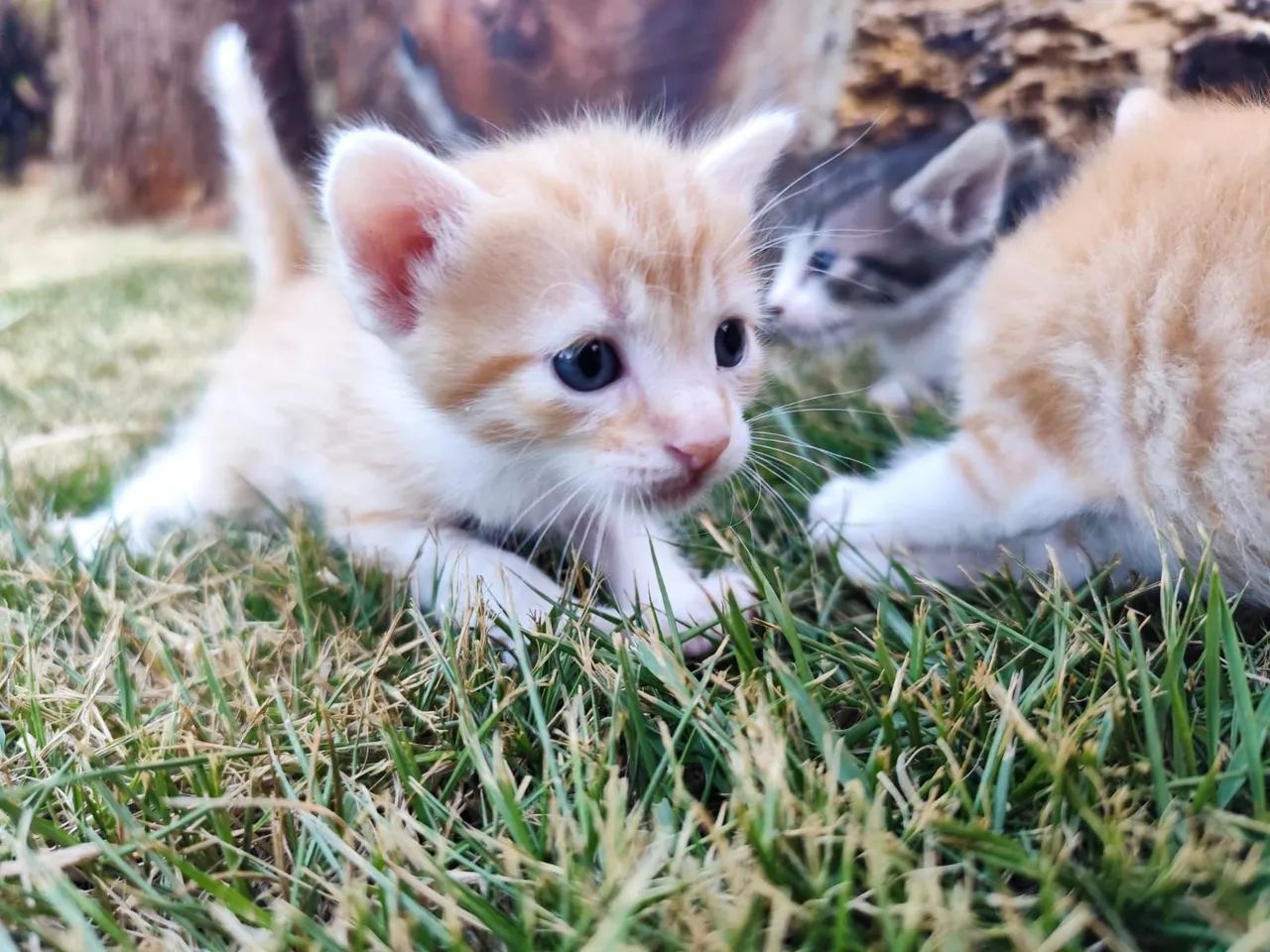 DOAÇÃO DE GATINHOS  - Foto 6