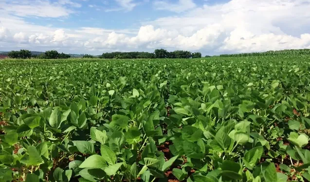 fazenda chácara terras Lavoura 8 Alqueires em Anicuns - GO