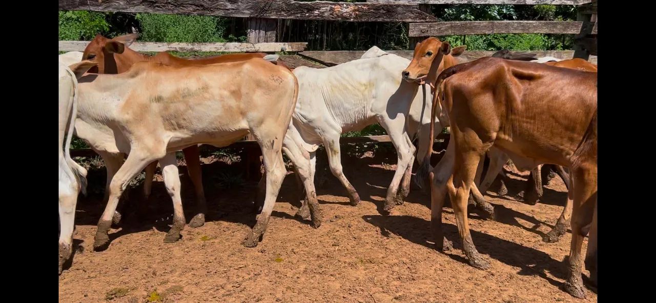 16 bezerras  - Foto 3