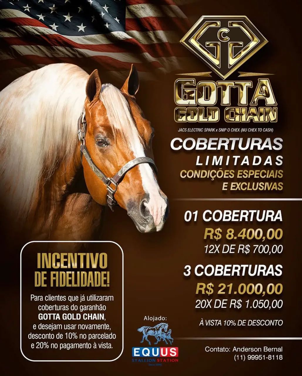 Potra Quarto de milha PO  - Foto 6