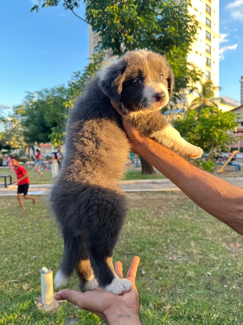 Filhote Border Collie - Pelagem Exclusiva!