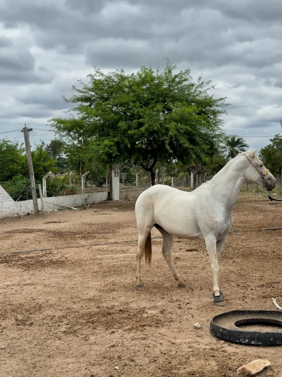 Égua Quarto de Milha