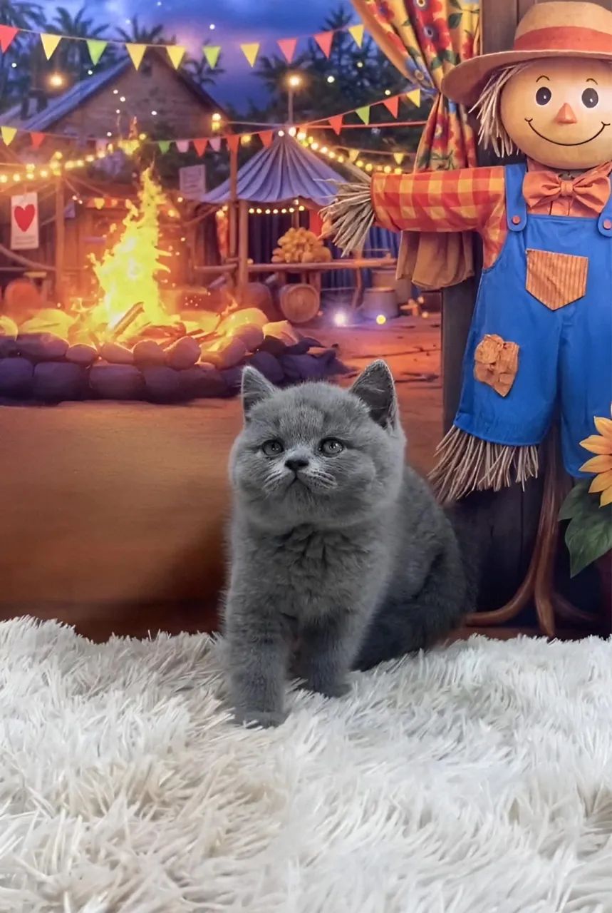 Filhotes de British Shorthair lindos  - Foto 2