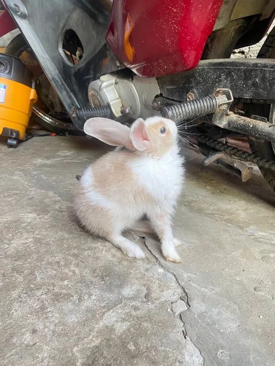Coelhinho fofinho disponível para adoção