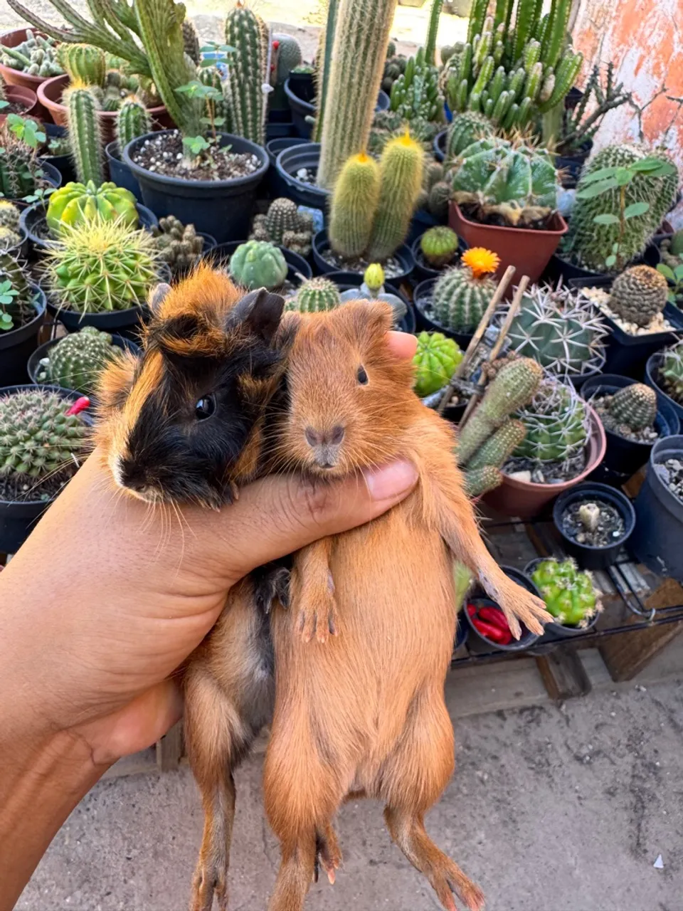 Lindos Porquinhos da Índia para Adoçar seu Lar!