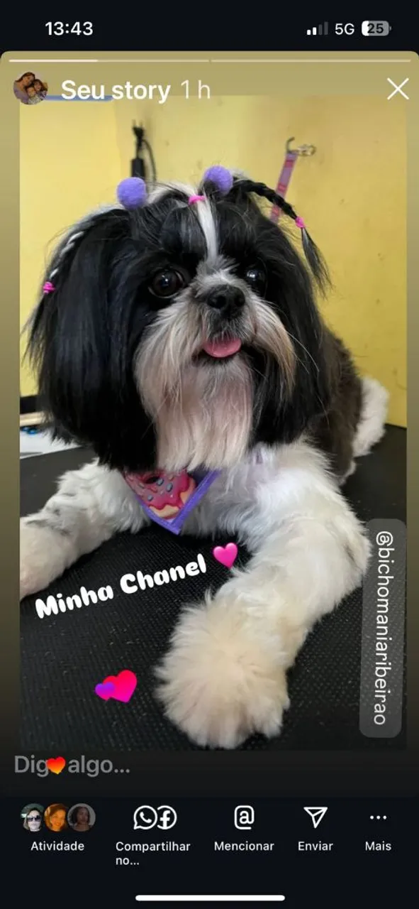 Shih Tzu