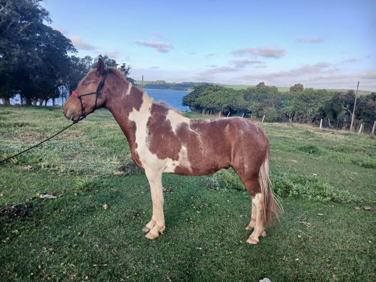 Cavalo de passeio a venda  - Foto 3
