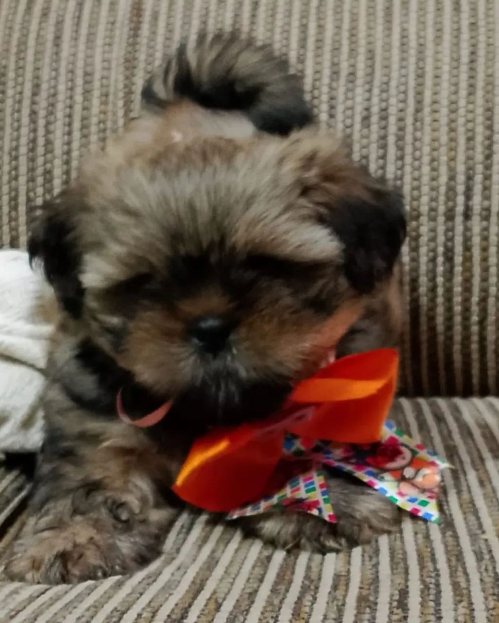 Filhote de shitzu macho 