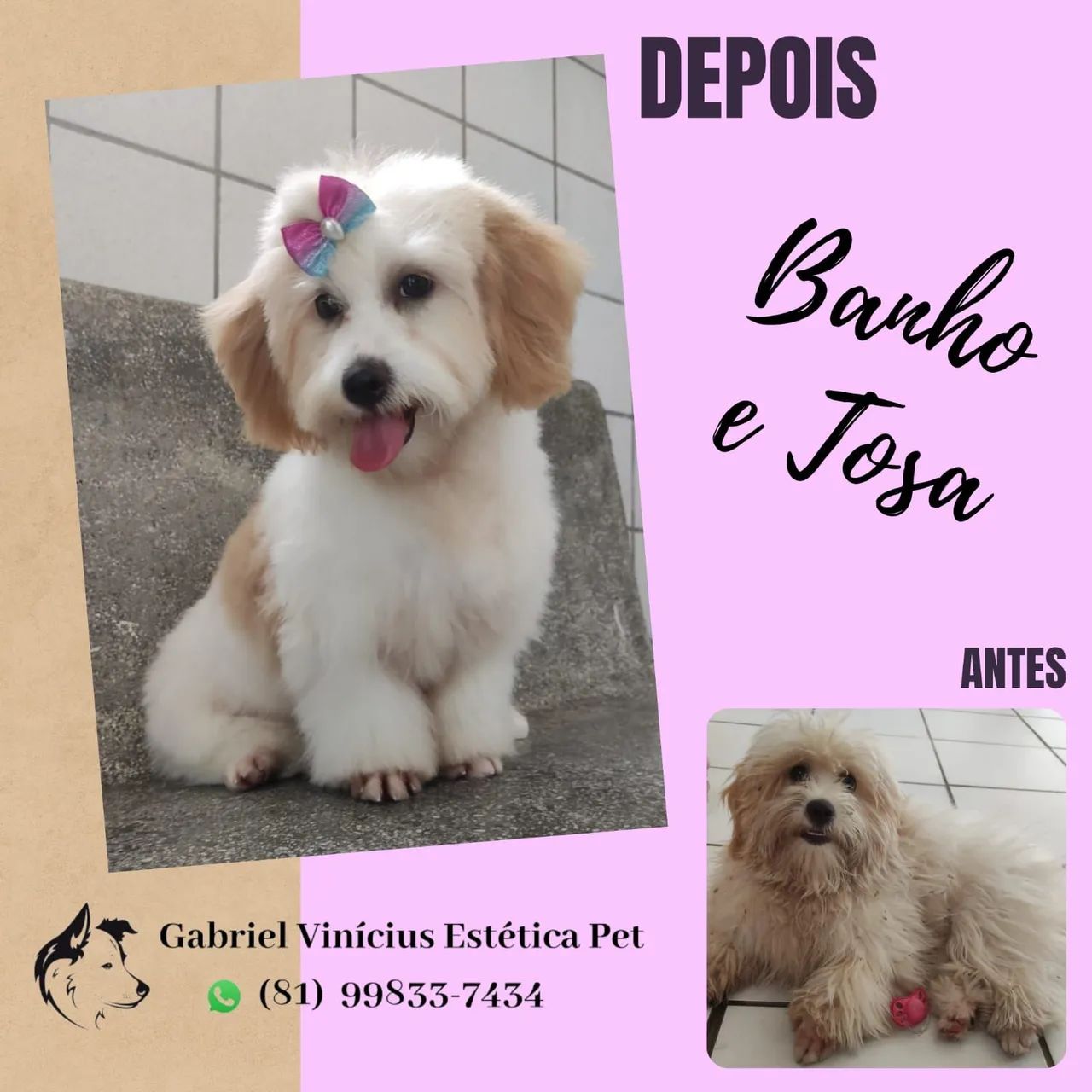 Banho e Tosa em domicílio  - Foto 5