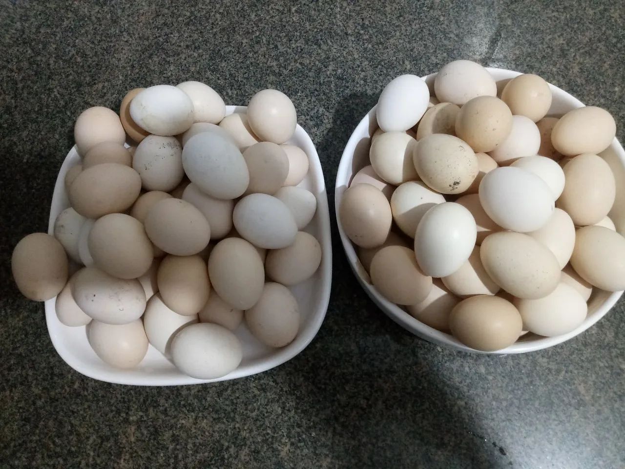 Ovos galados férteis  - Foto 3