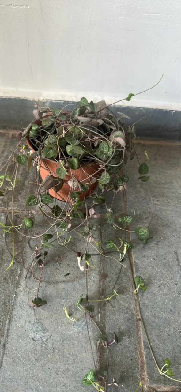 Cactos e suculentas
