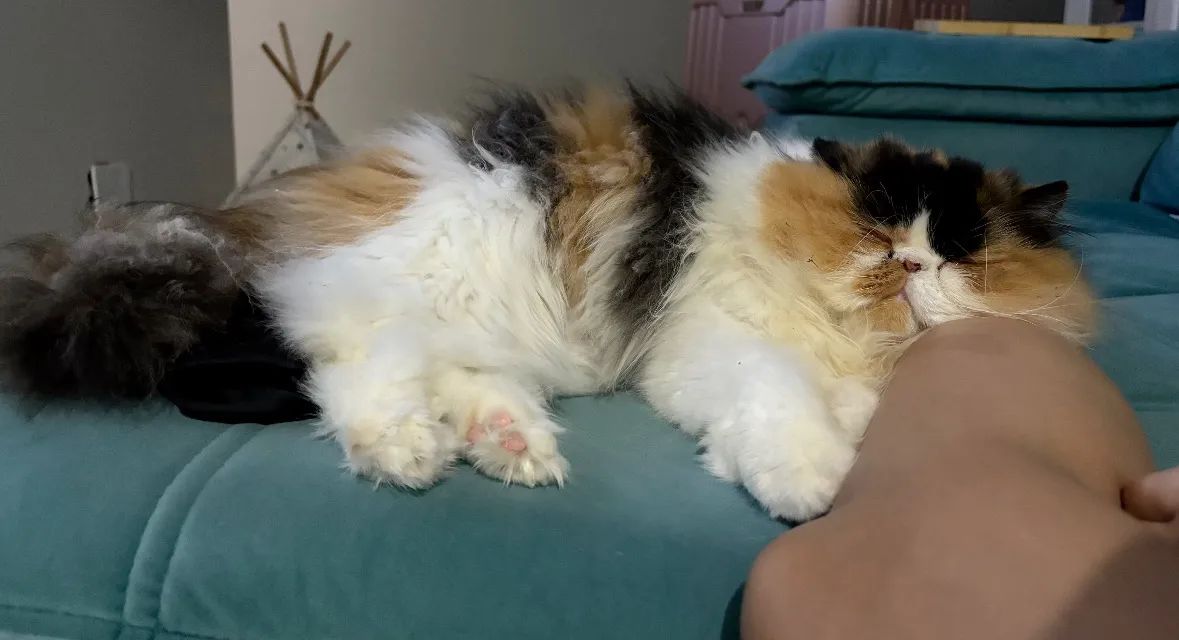 Gata persa com pedigree - Foto 3