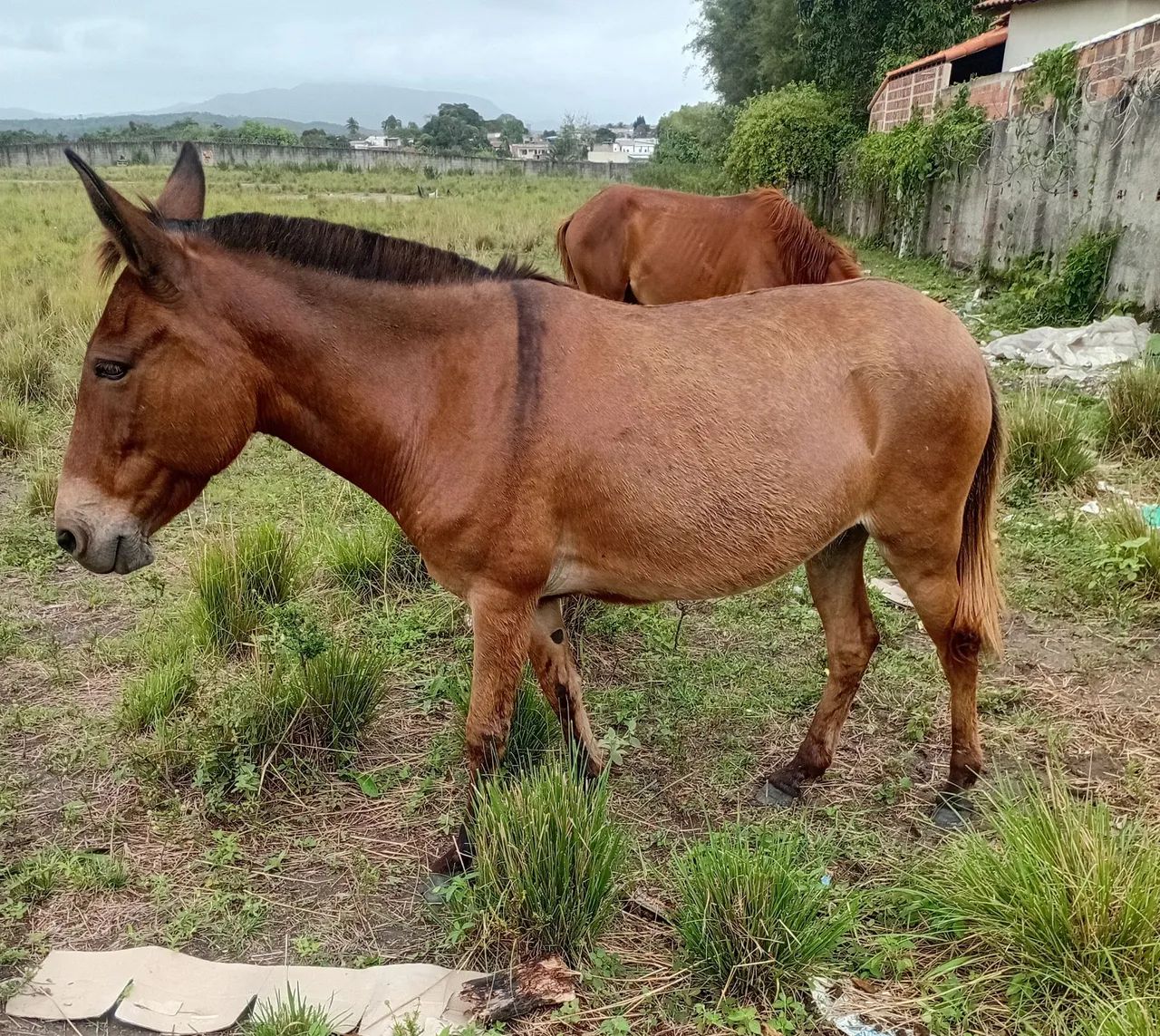 1 Potro e 1 Mula