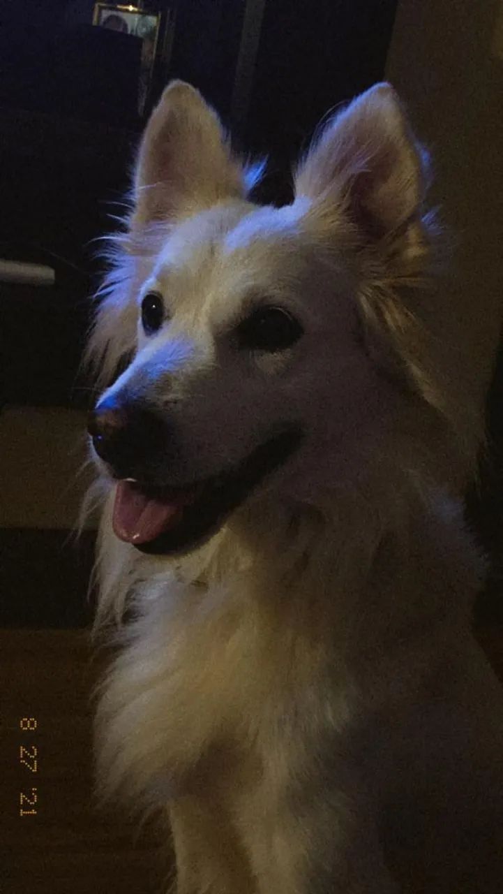 Filhotes de cachorro raça Markiesje com Golden  - Foto 4