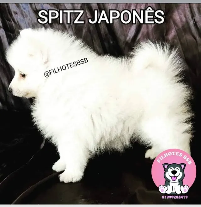 Spitz Japonês - mini samoeda